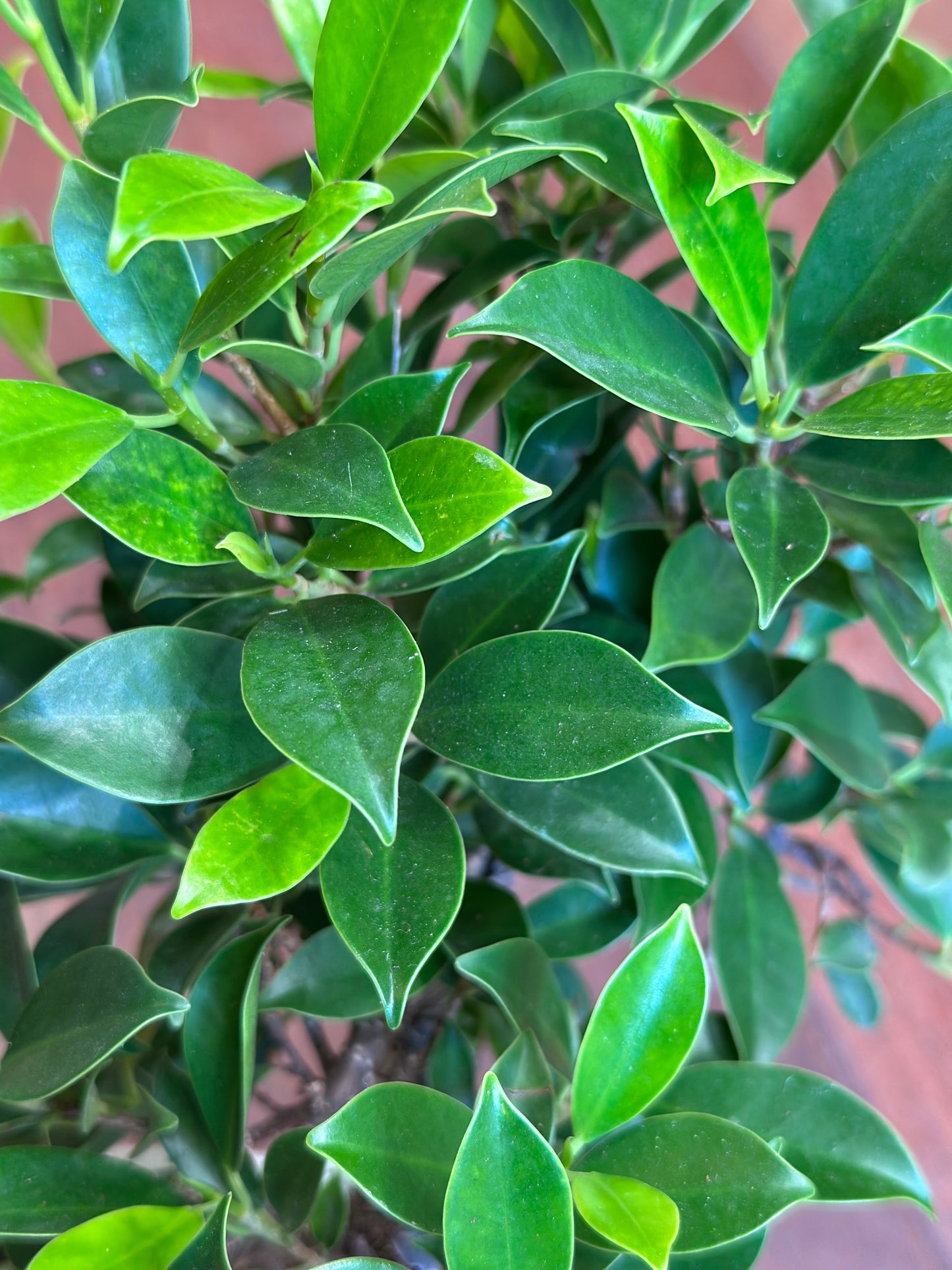 Ficus Bonsai