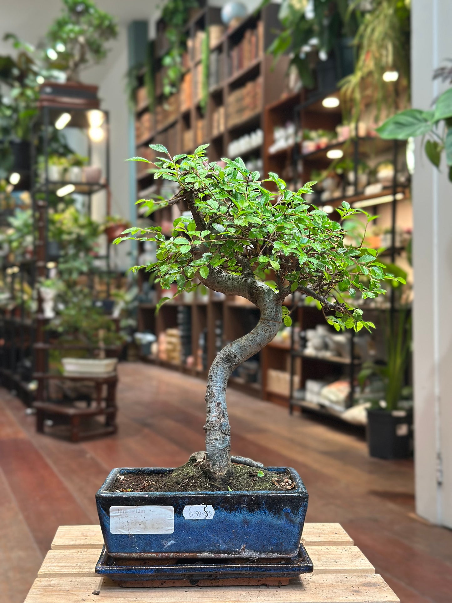 Chinese Elm Bonsai