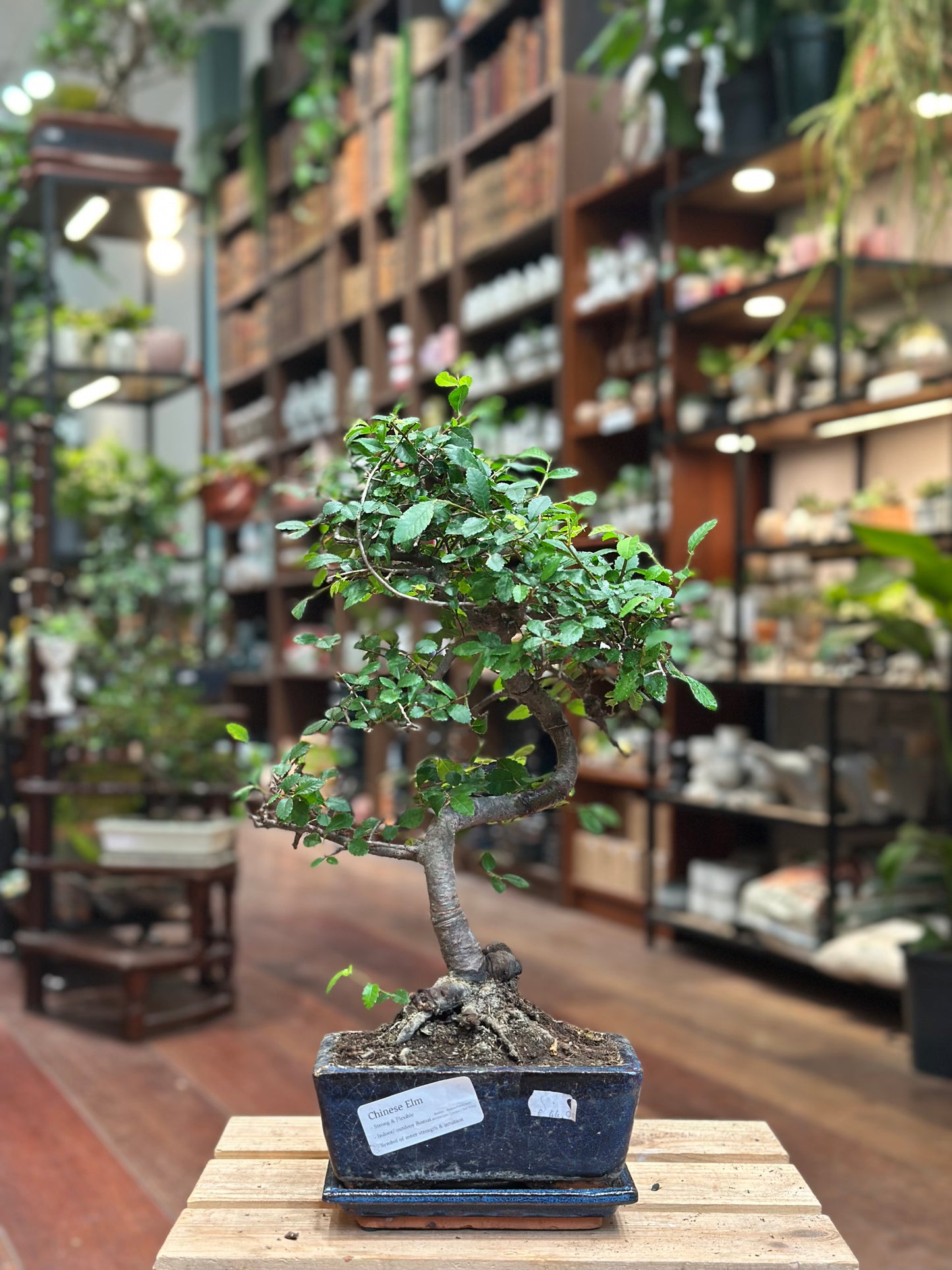 Chinese Elm Bonsai