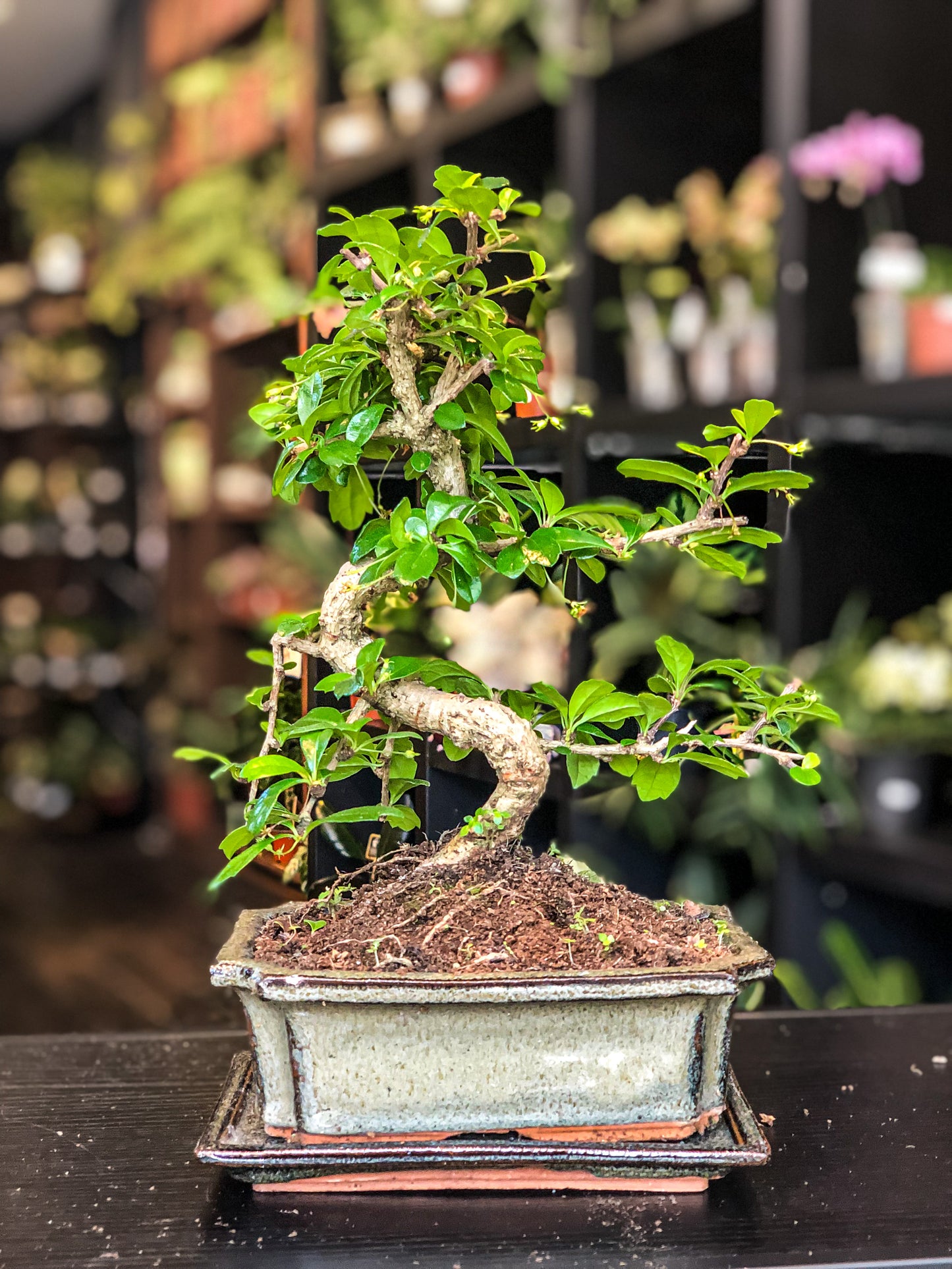 Carmona Bonsai | Moyogi-stijl (S-vormige, informele rechtopstaande stijl)
