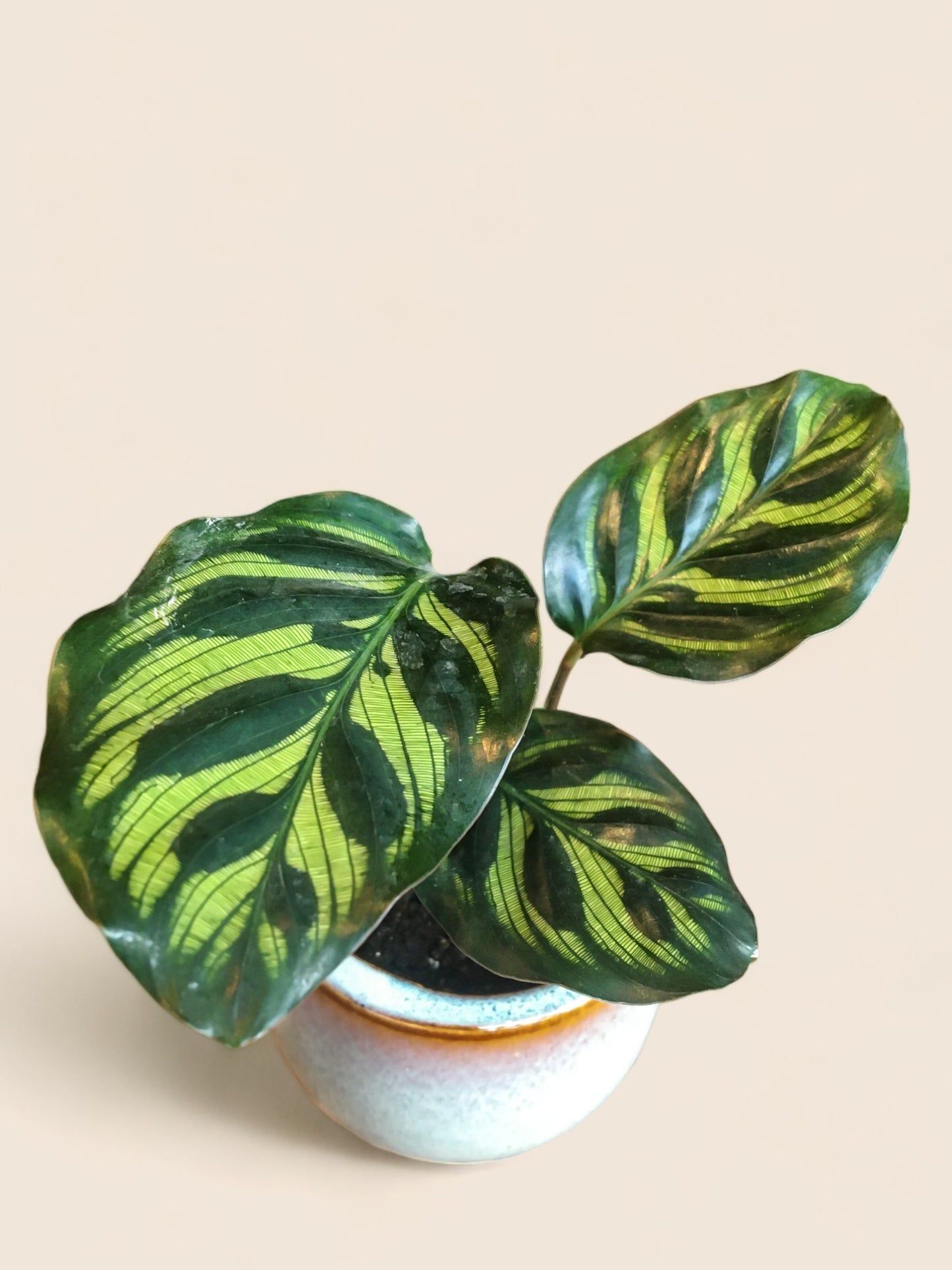 Calathea Makoyana mini