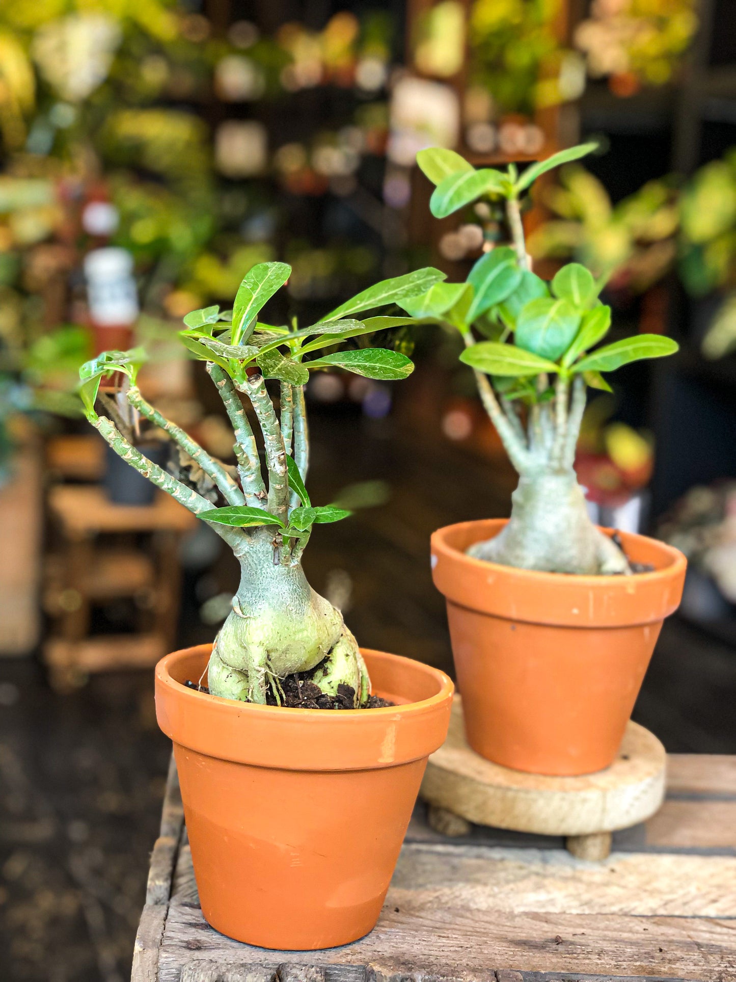 Adenium Obesum (Desert Rose)