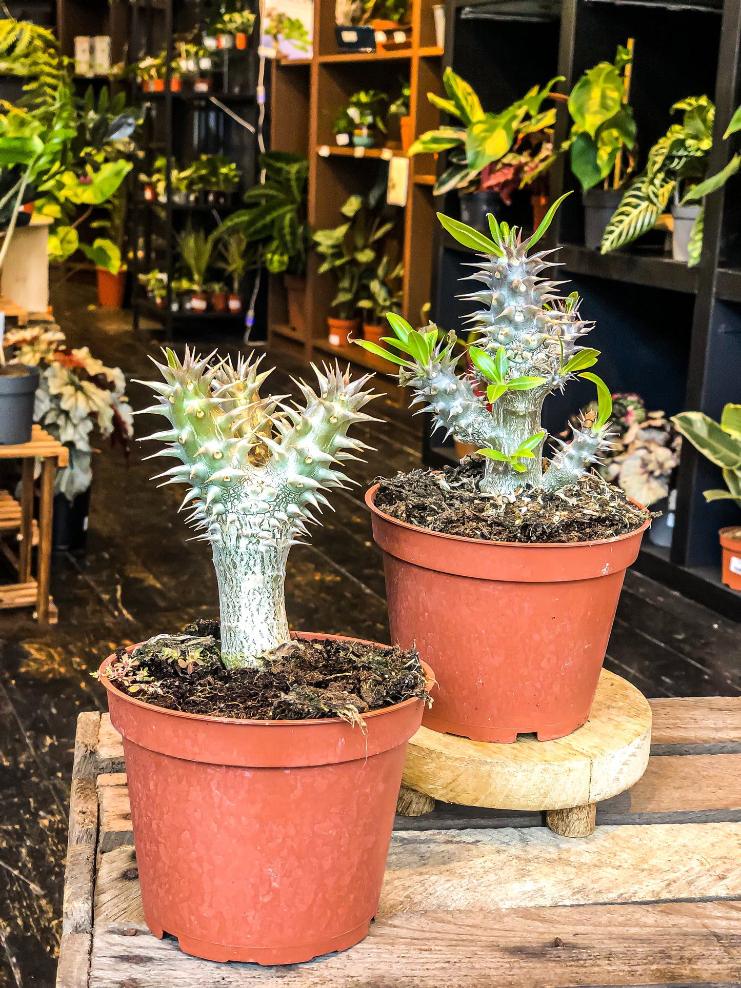 Pachypodium Densiflorum