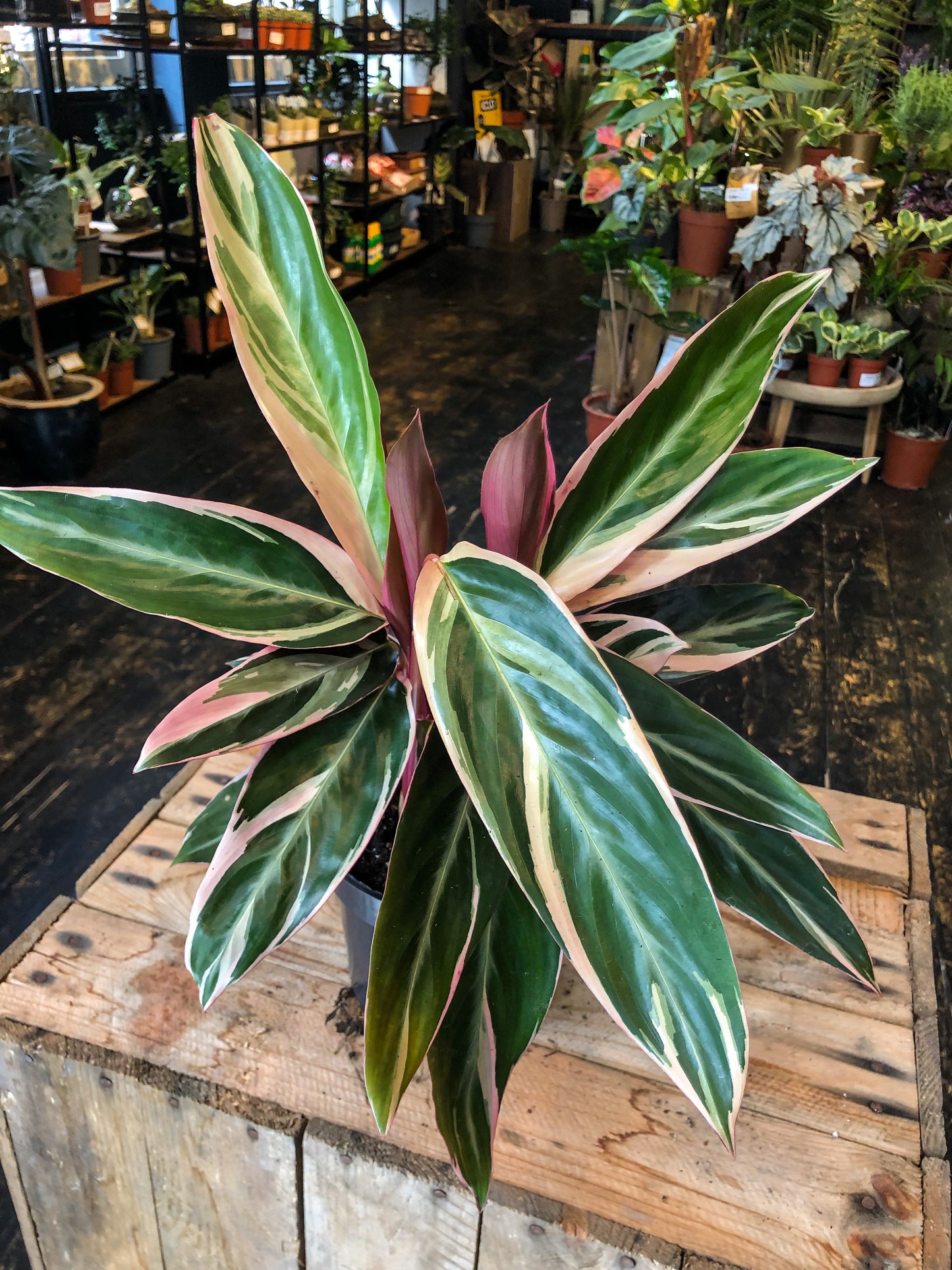 Stromanthe Sanguinea ‘Triostar’