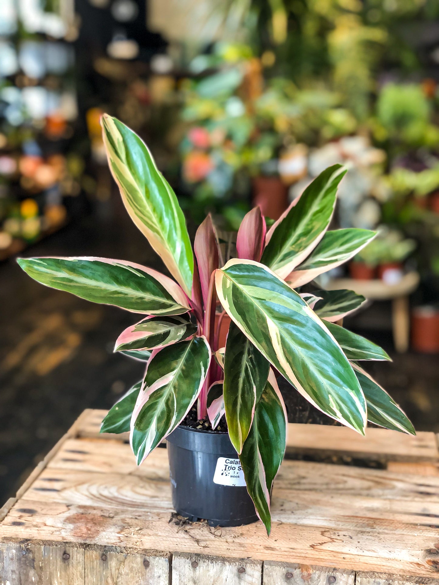 Stromanthe Sanguinea ‘Triostar’