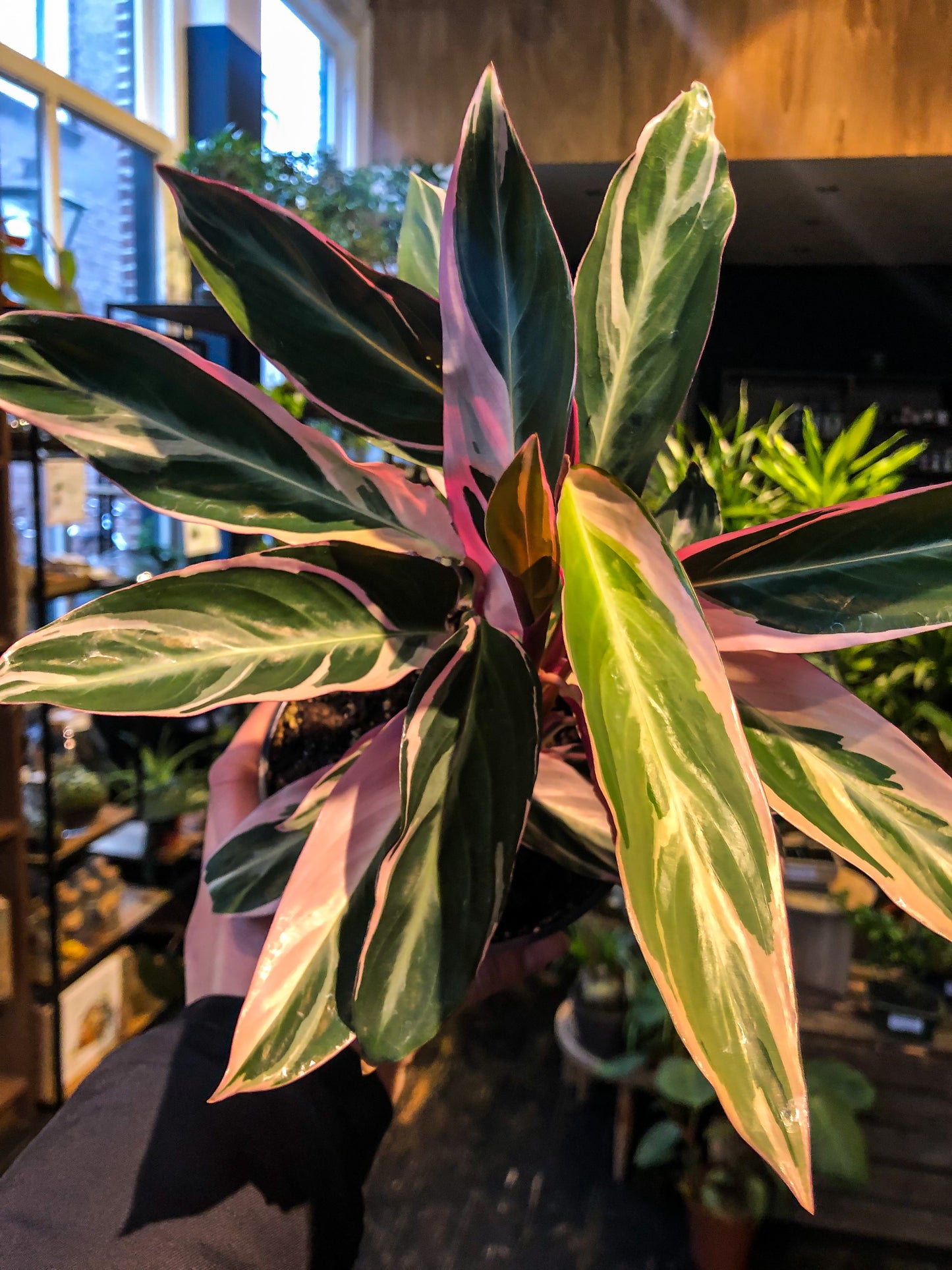 Stromanthe Sanguinea ‘Triostar’