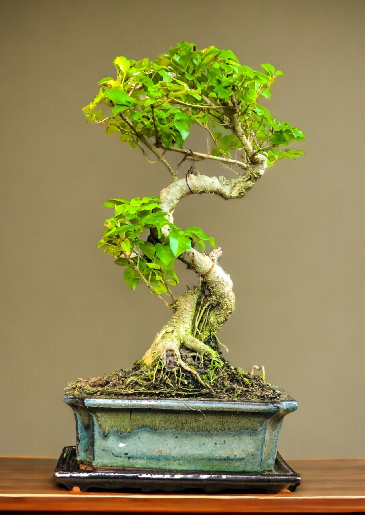 Ligustrum Bonsai | Moyogi-stijl (S-vormige, informele rechtopstaande stijl)