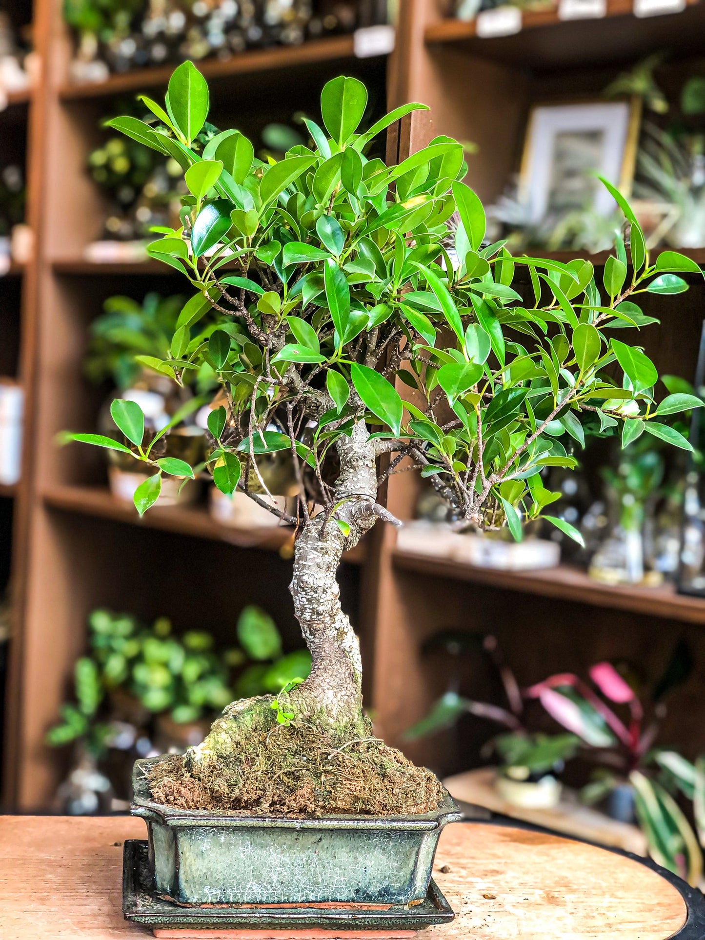 Ficus Bonsai | Moyogi Style (S-shaped)
