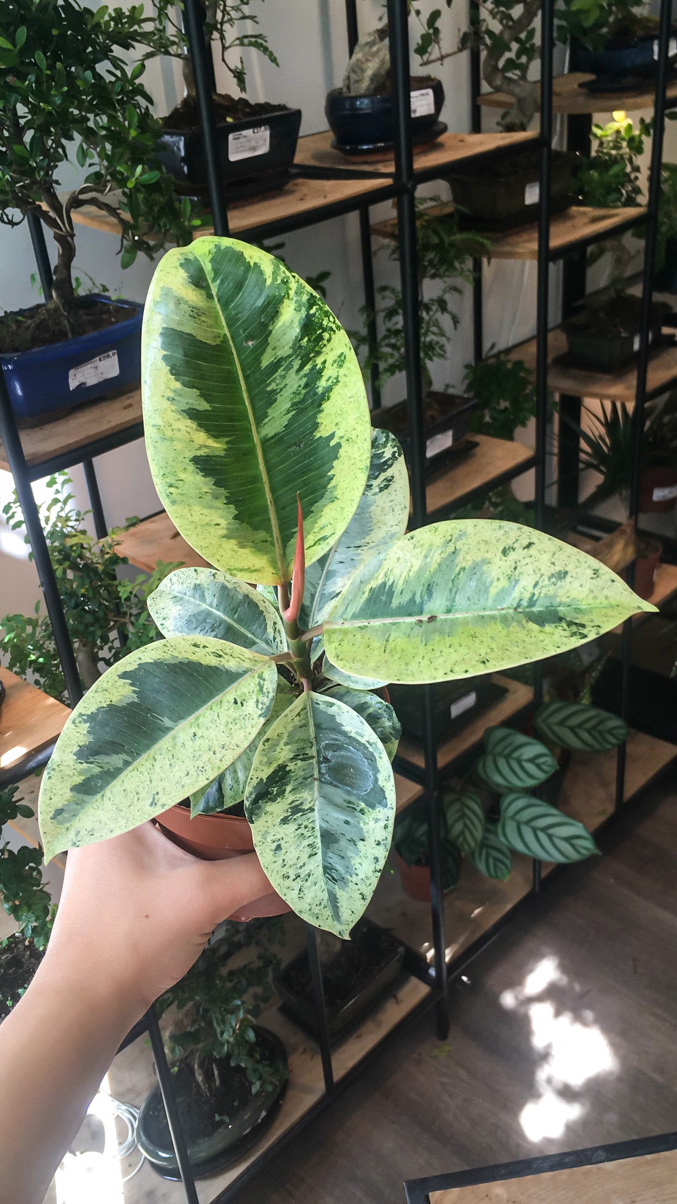Ficus Elastica Shivereana