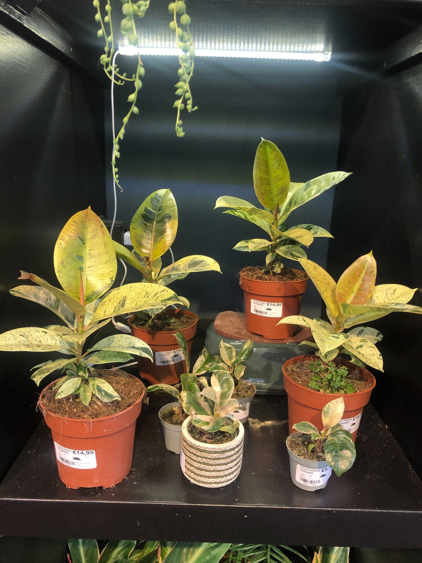 Ficus Elastica Shivereana