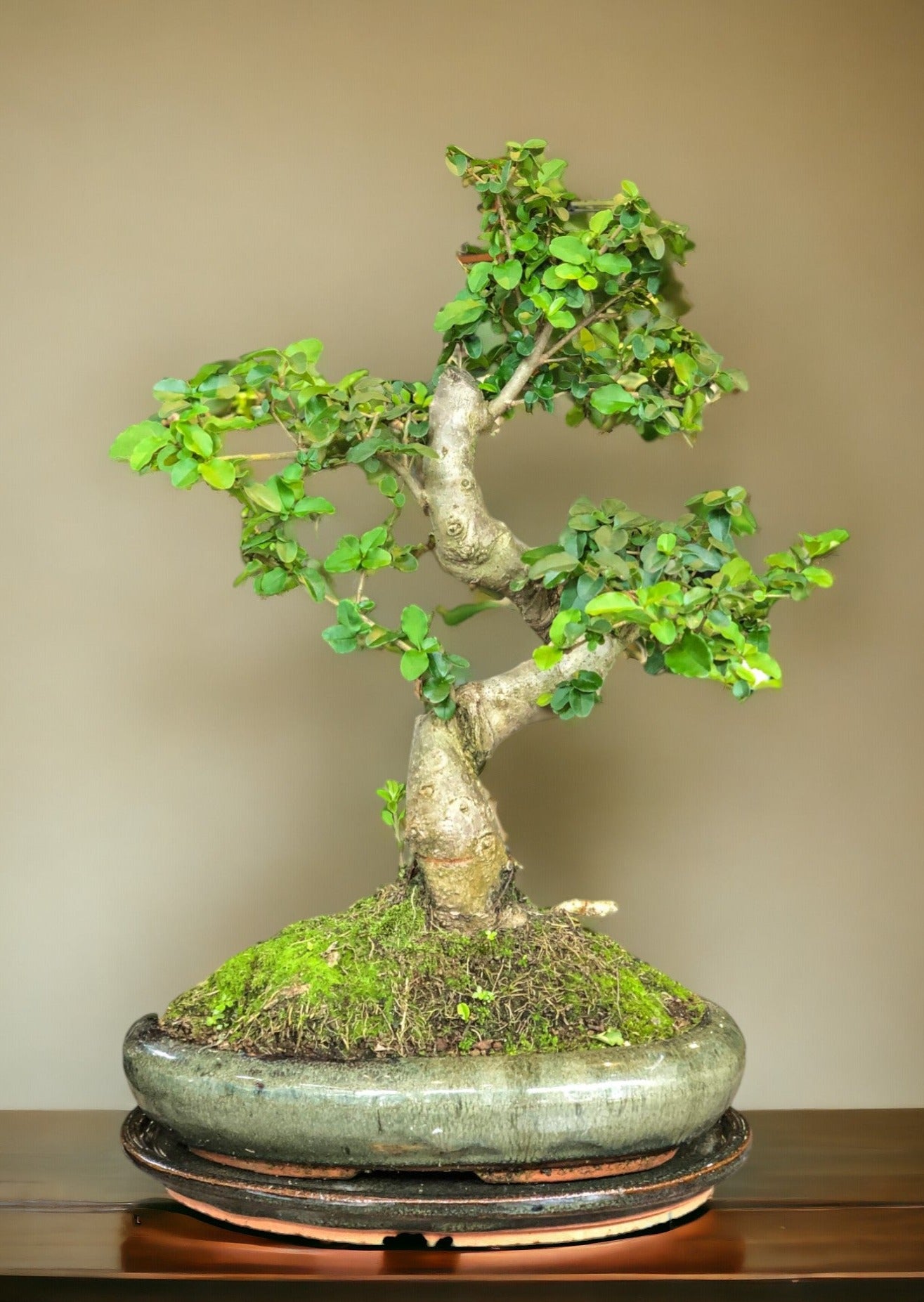 Ligustrum Bonsai (L) | Moyogi-stijl (S-vormig)