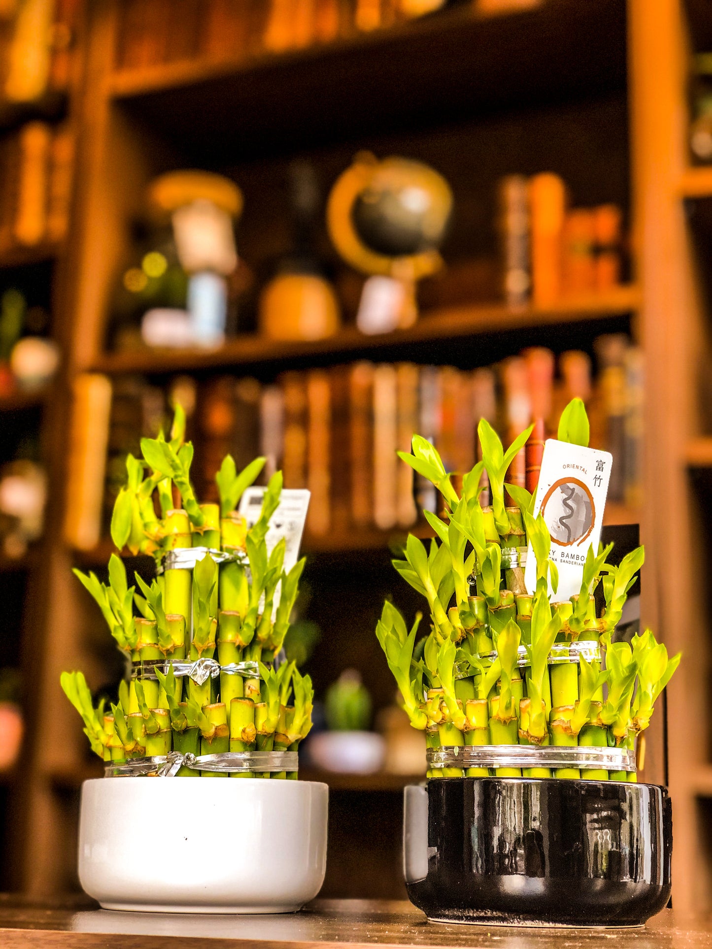 Lucky Bamboo - Avalon - Gifts, Antiques & Plants