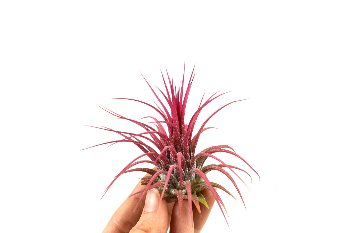 Tillandsia Ionantha Red Regular - Avalon - Plants, Gifts & Antiques