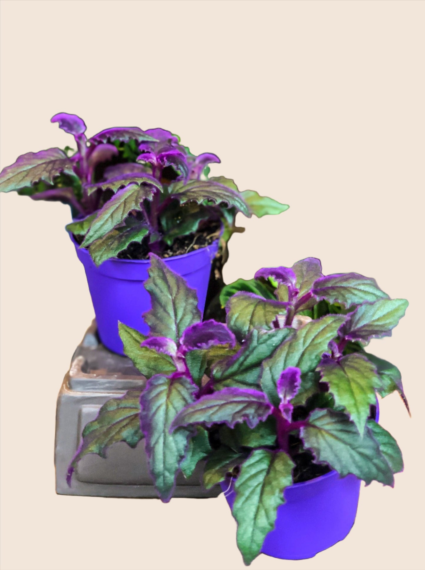 Gynura - Purple Passion - mini - Avalon - Plants, Gifts & Antiques