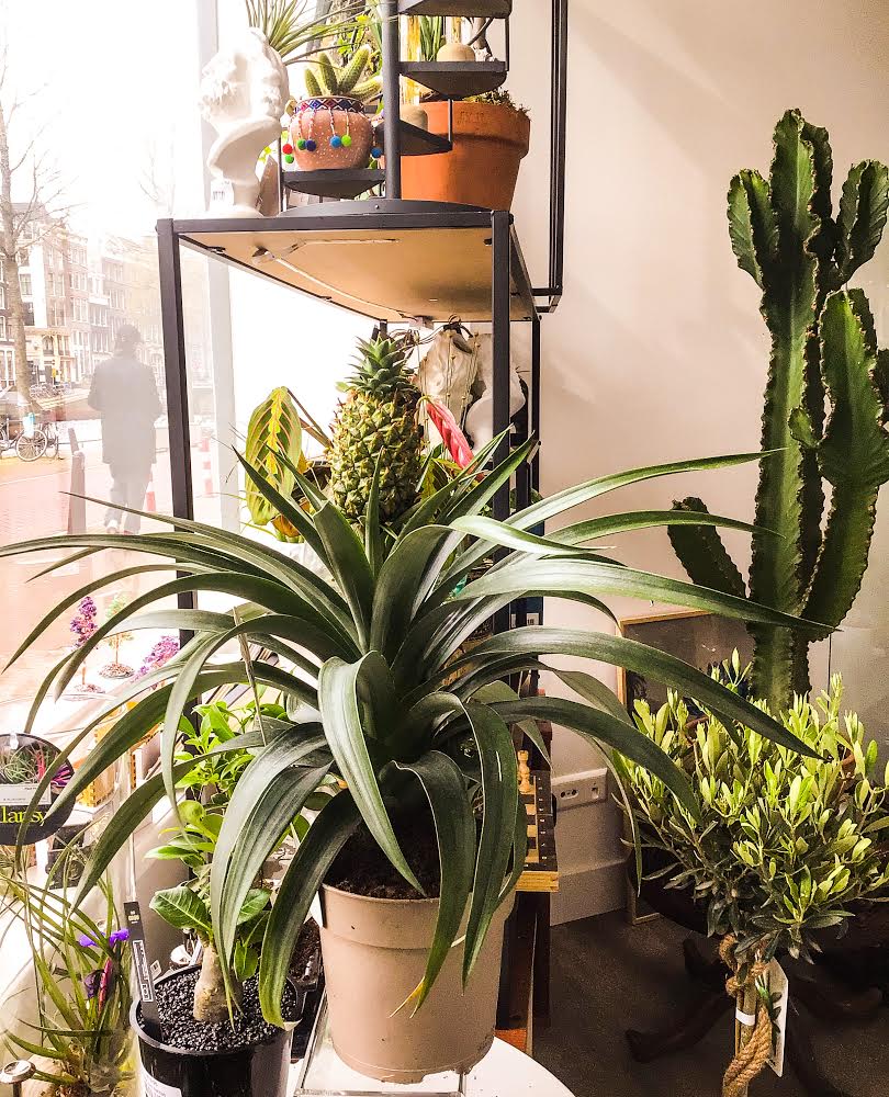 Pineapples - L - Avalon - Gifts, Antiques & Plants