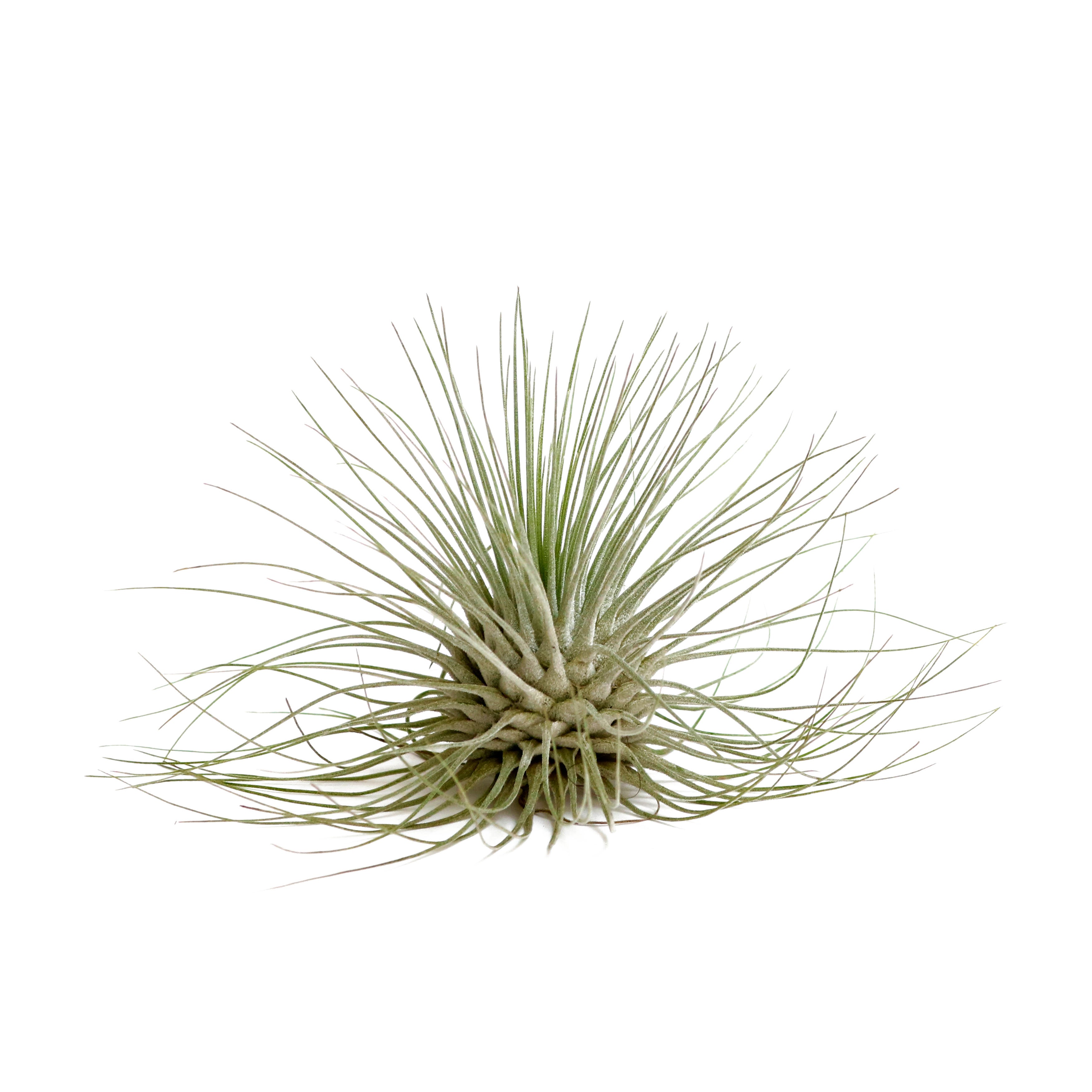 fuchsii air plant care Tillandsia fuchsii var. gracilis – Avalon