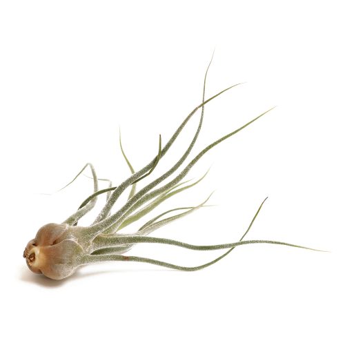 Tillandsia Pruinosa - Avalon - Plants, Gifts & Antiques
