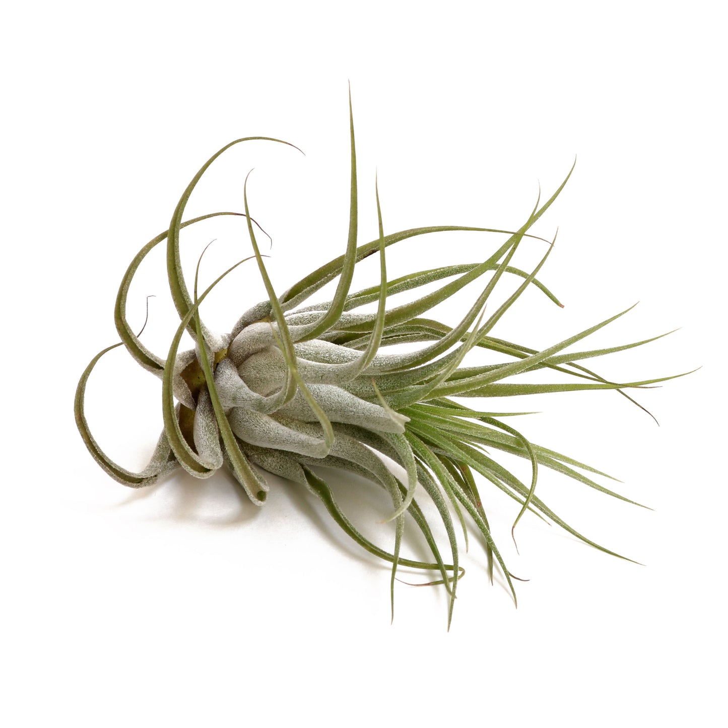 Tillandsia Scaposa - Avalon - Plants, Gifts & Antiques