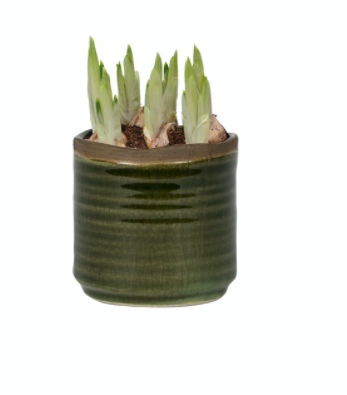 Pot Jordy forest D7 H7