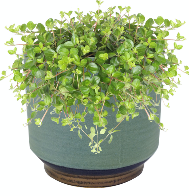 Pot Suze blue (3 sizes)