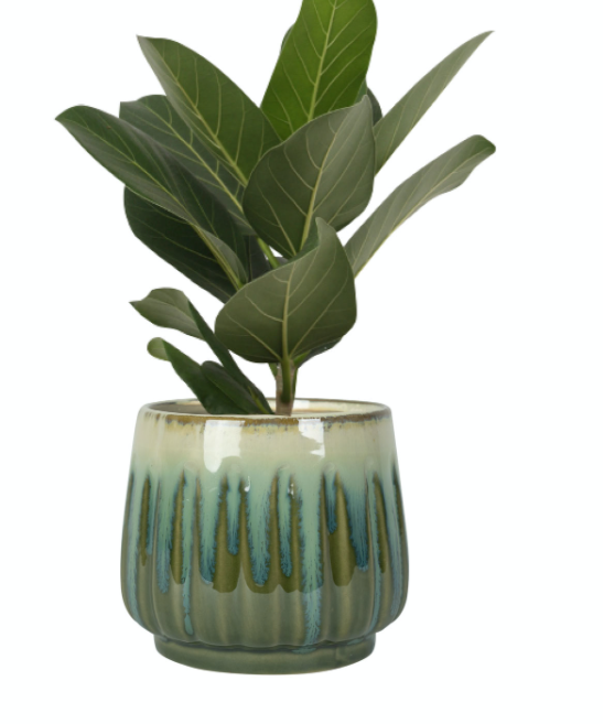 Pot Alice ocean