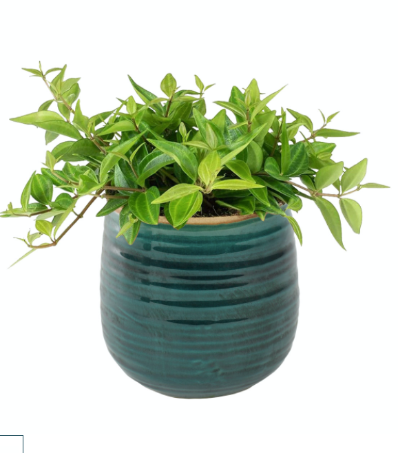 Pot Iris turquoise - 2 sizes