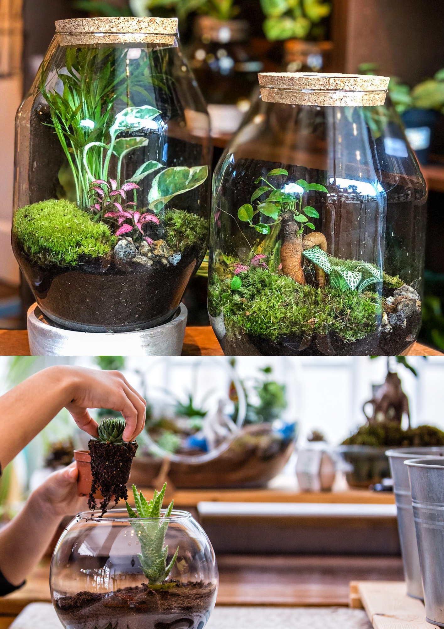 Private Terrarium Workshop (Leiden) | 6-18 people