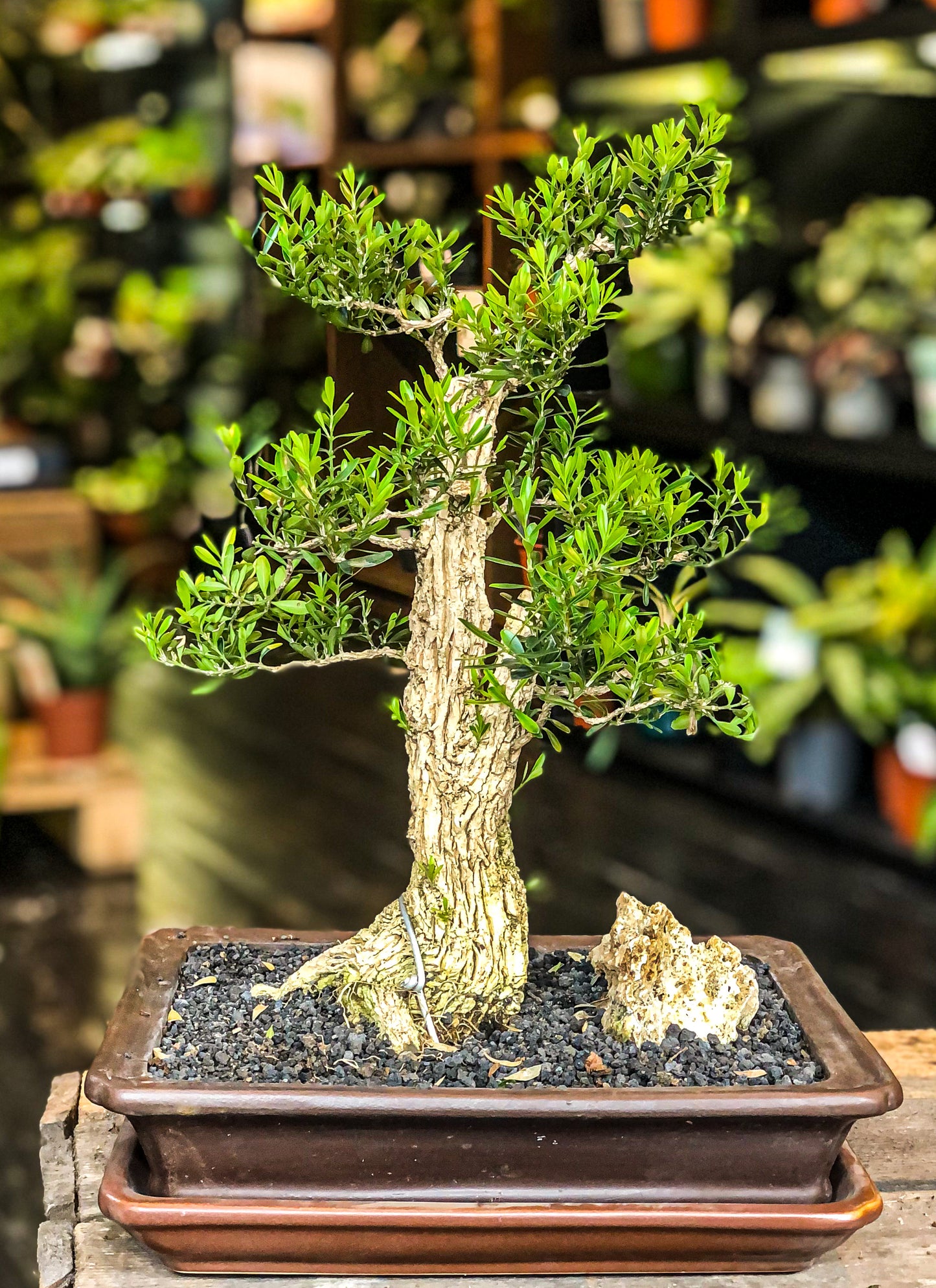 Buxus Bonsai (L) | Chokkan Style (Formal upright)