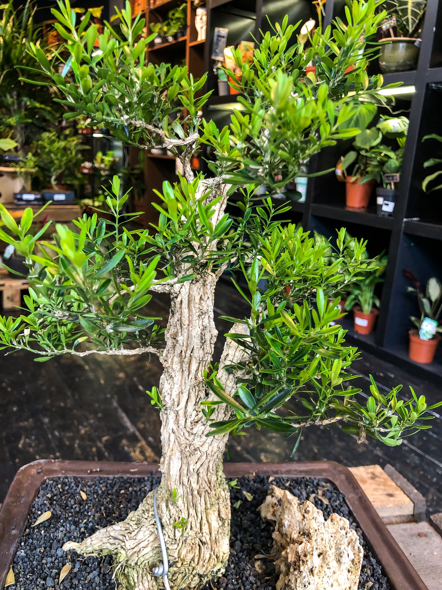 Buxus Bonsai (L) | Chokkan Style (Formal upright)