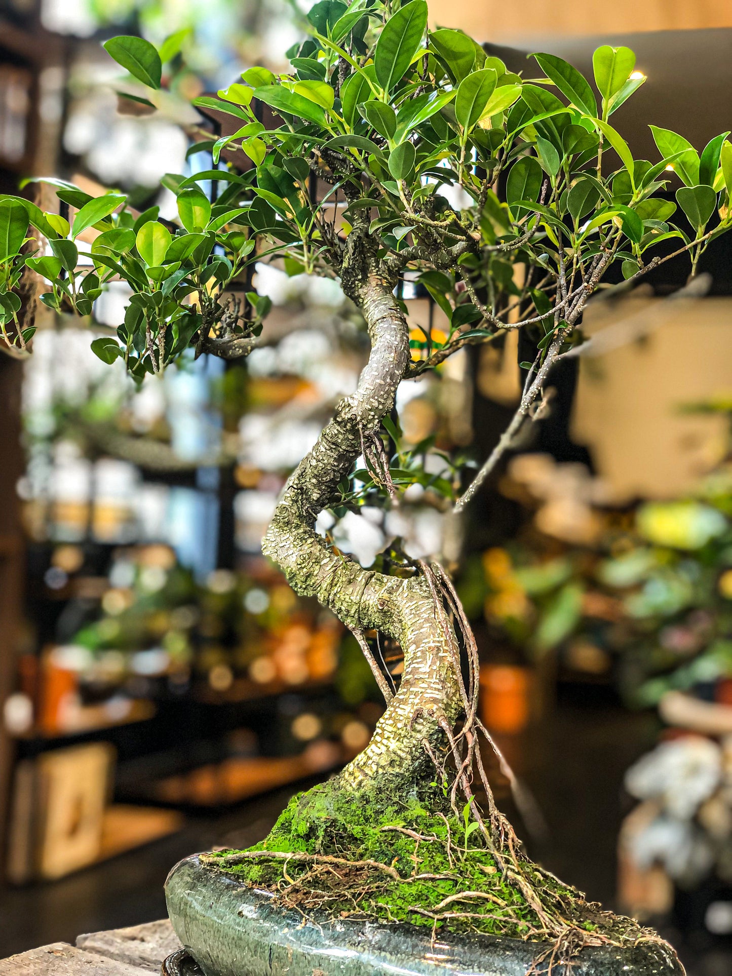 Ficus Bonsai (L) | Moyogi-stijl (S-vormig)
