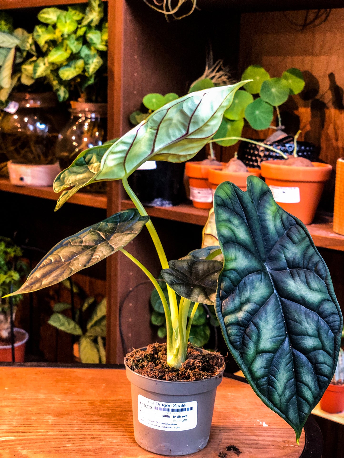 Alocasia Dragon Scale - Avalon - Plants, Gifts & Antiques