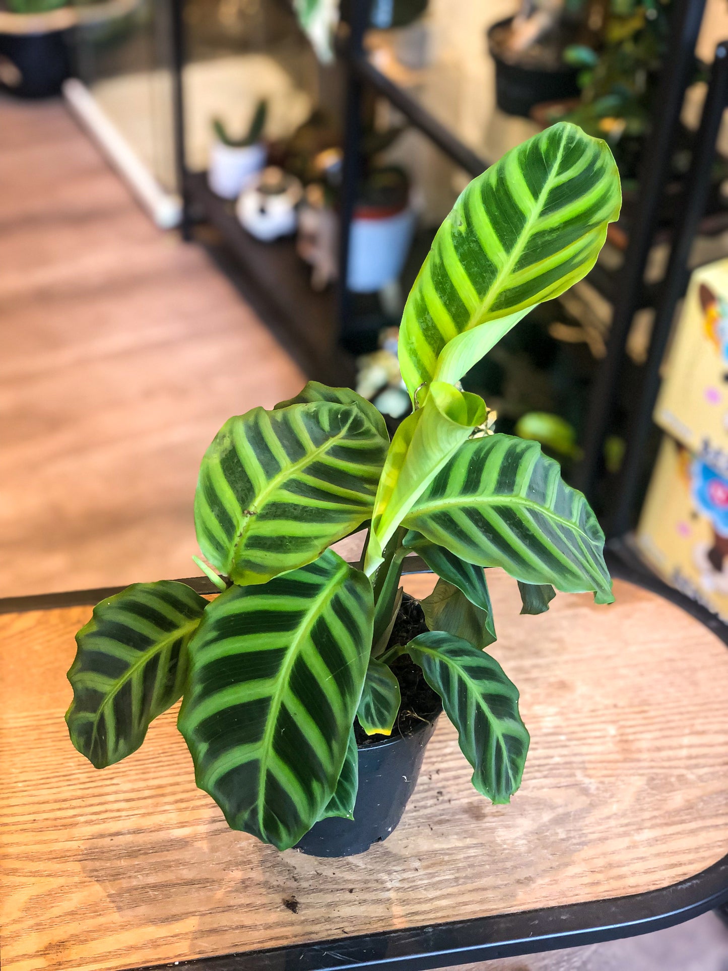 Calathea Zebrina - Avalon - Plants, Gifts & Antiques