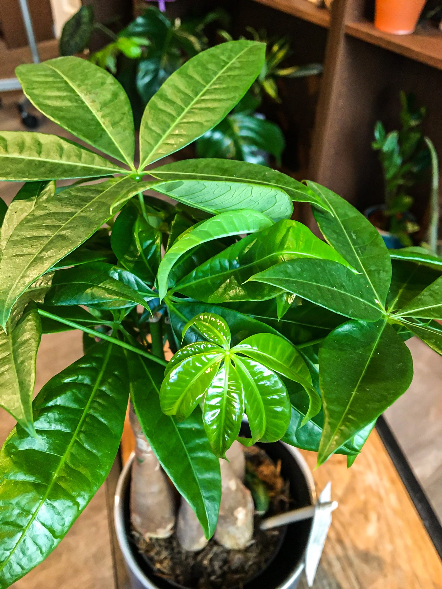 Money Tree (medium)