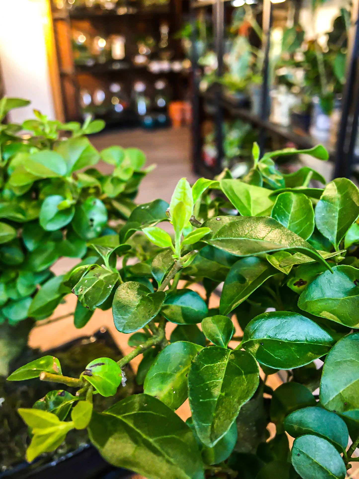 Ligustrum Bonsai (mini)