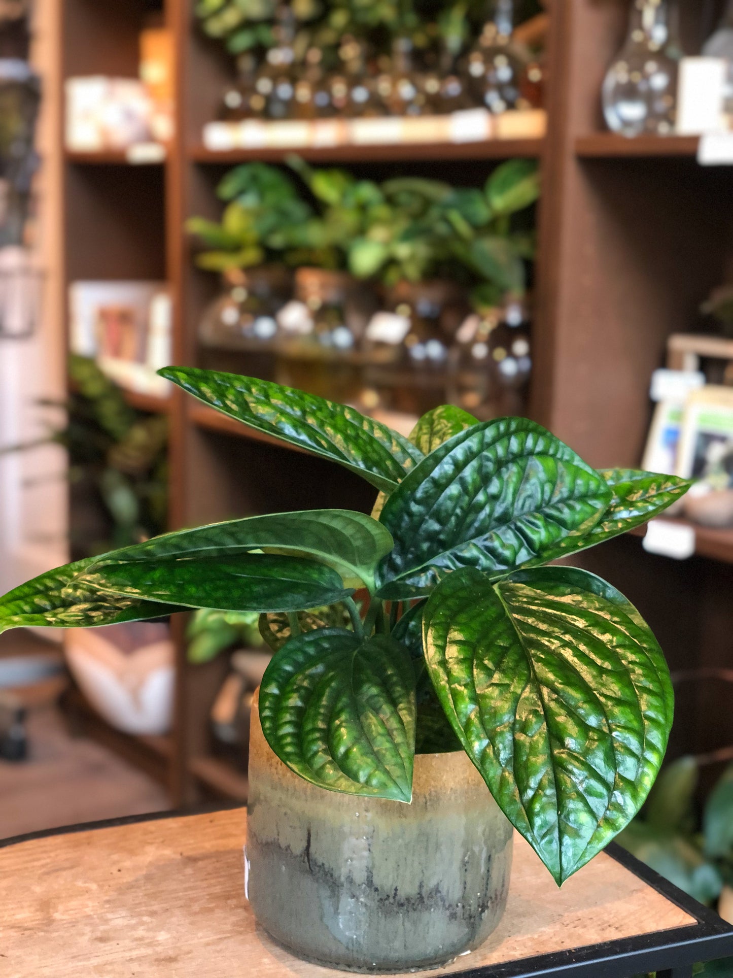 Monstera Peru