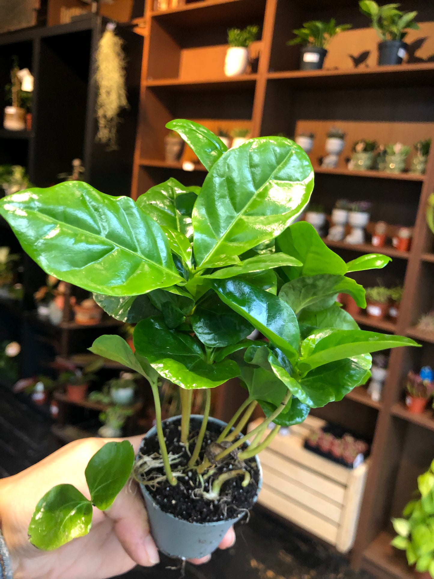 Coffee Plant (Coffee Arabica)