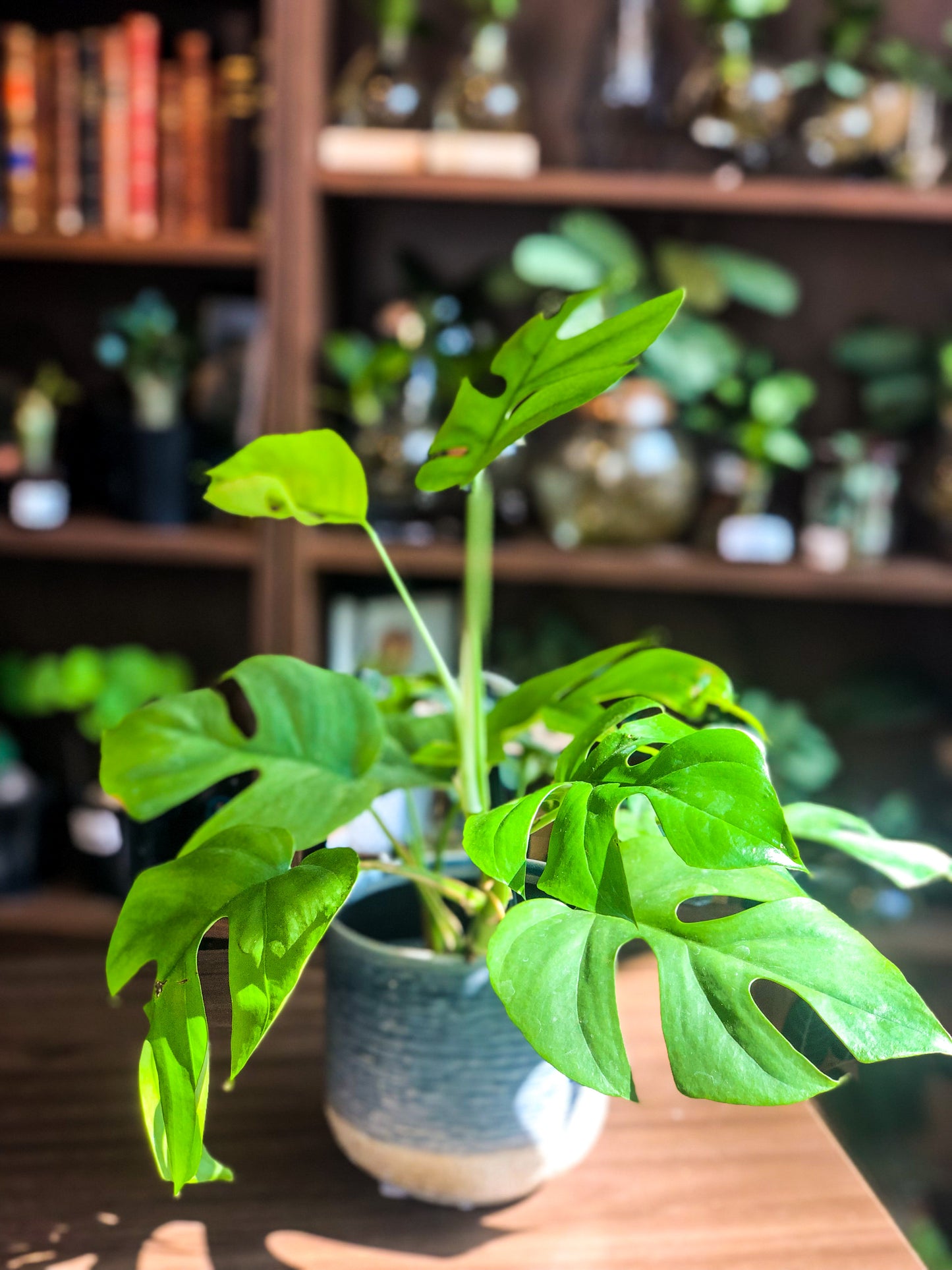 Monstera Minima - Avalon - Plants, Gifts & Antiques