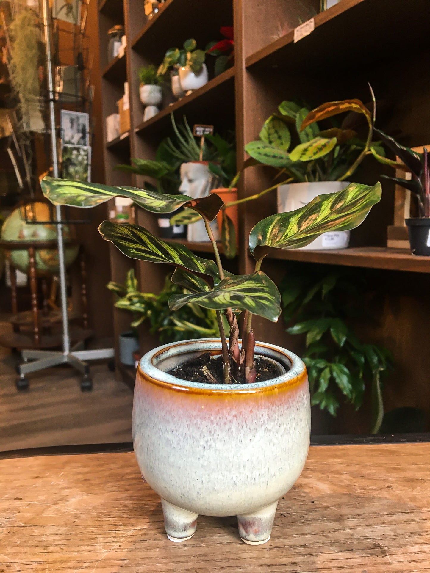 Calathea Makoyana mini