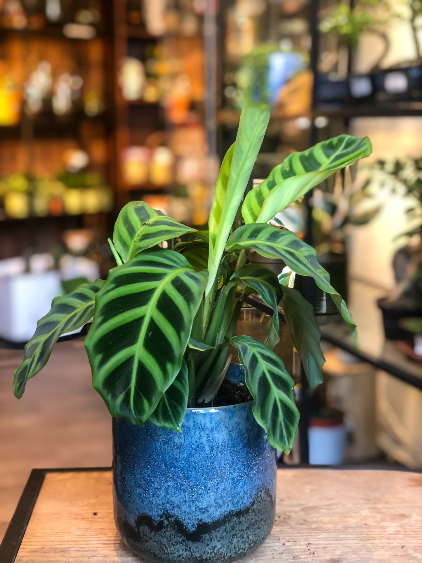 Calathea Zebrina - Avalon - Plants, Gifts & Antiques