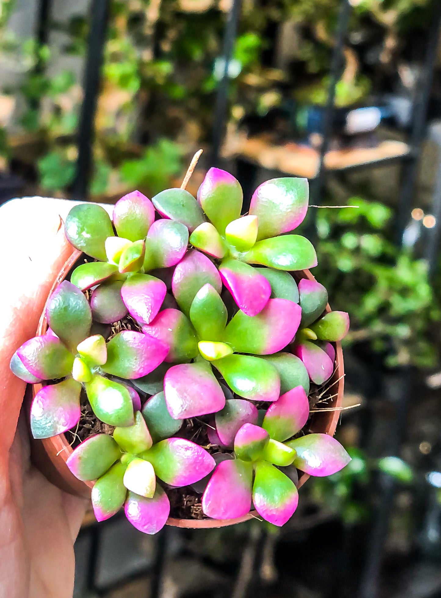 Annacampseros Sunrise - Avalon - Plants, Gifts & Antiques