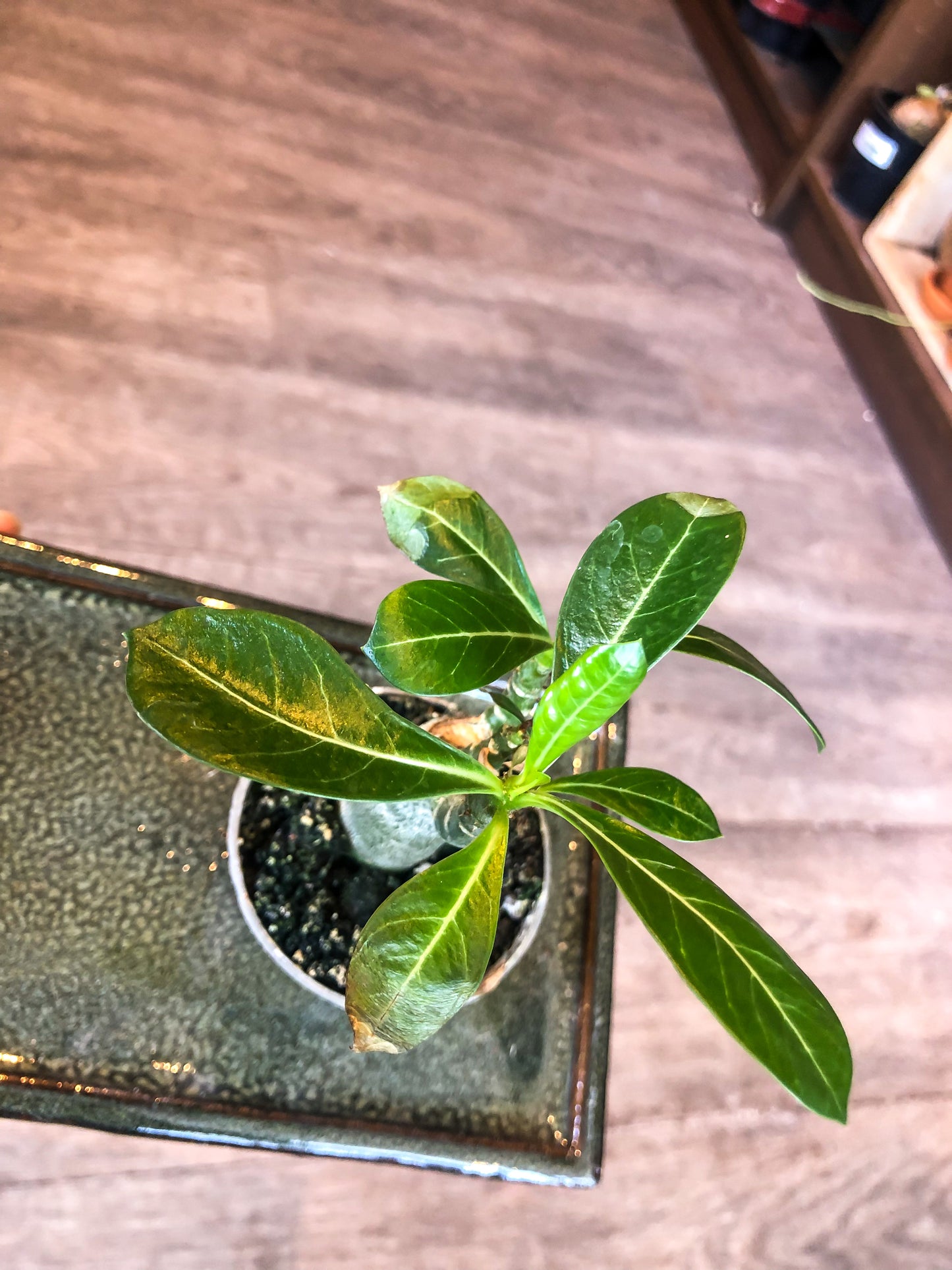 Small Desert Rose (Adenium Obesum) - Avalon - Plants, Gifts & Antiques