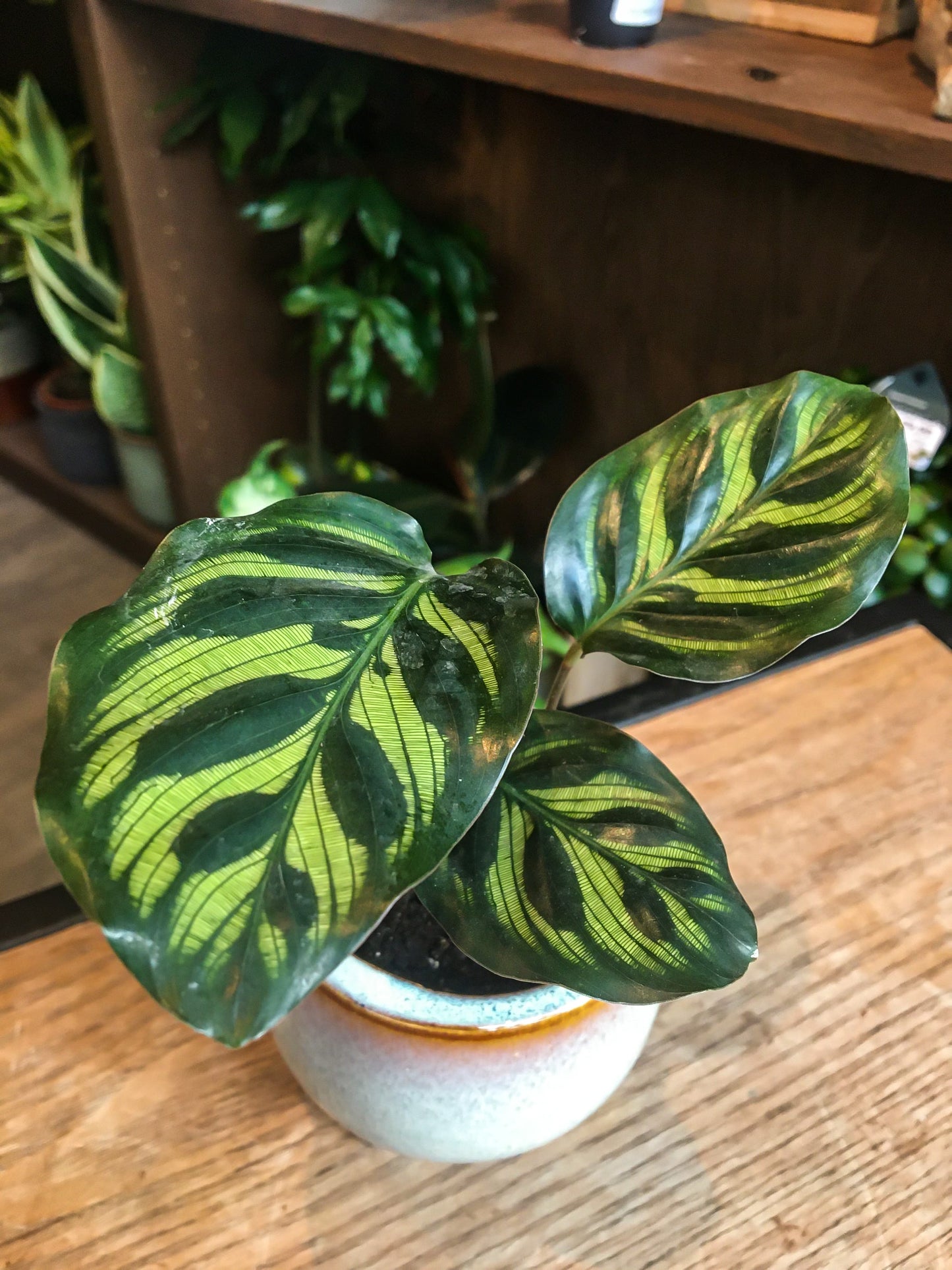 Calathea Makoyana mini