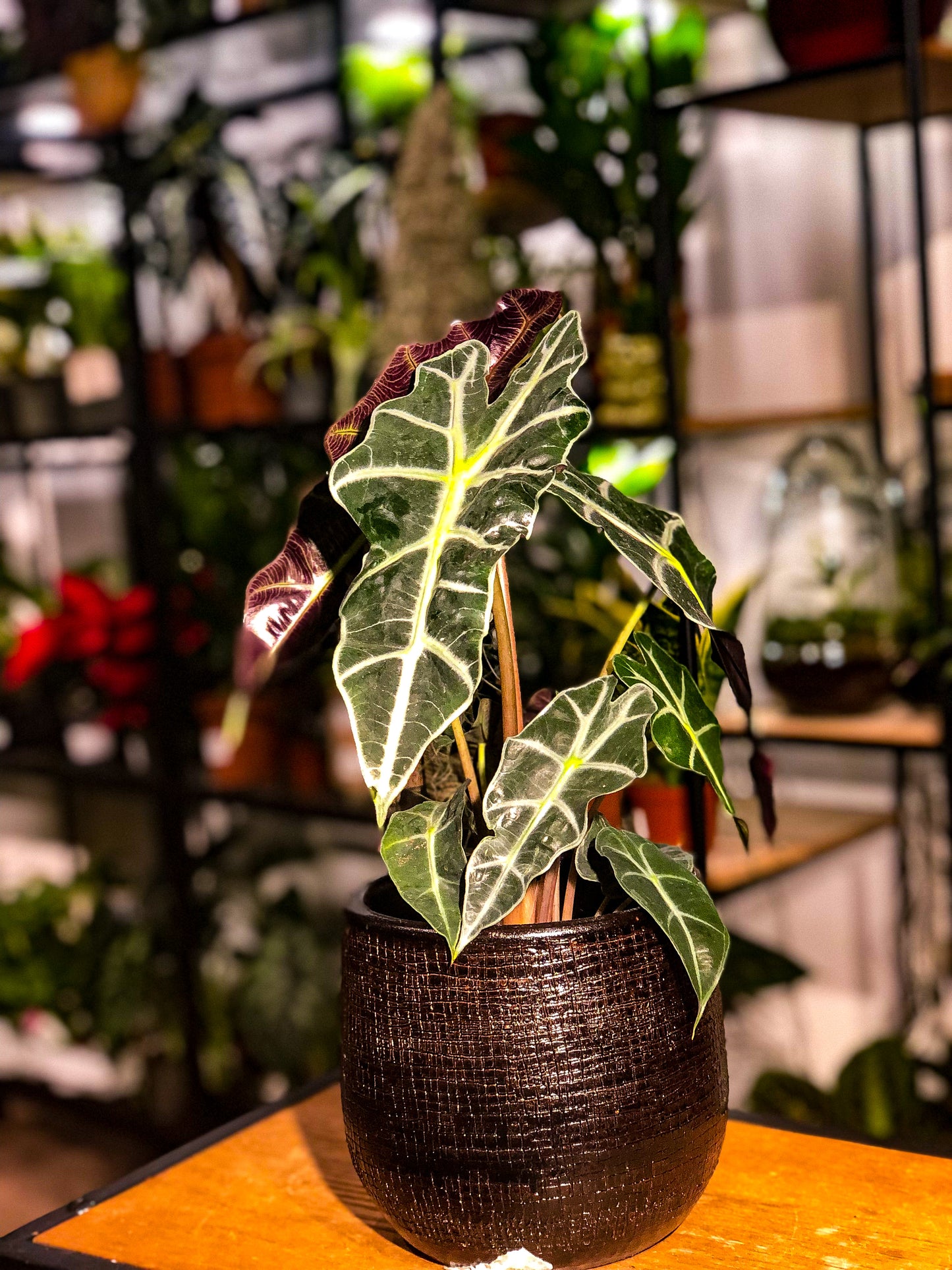 Alocasia Amazonia ‘Polly’ - Avalon - Plants, Gifts & Antiques