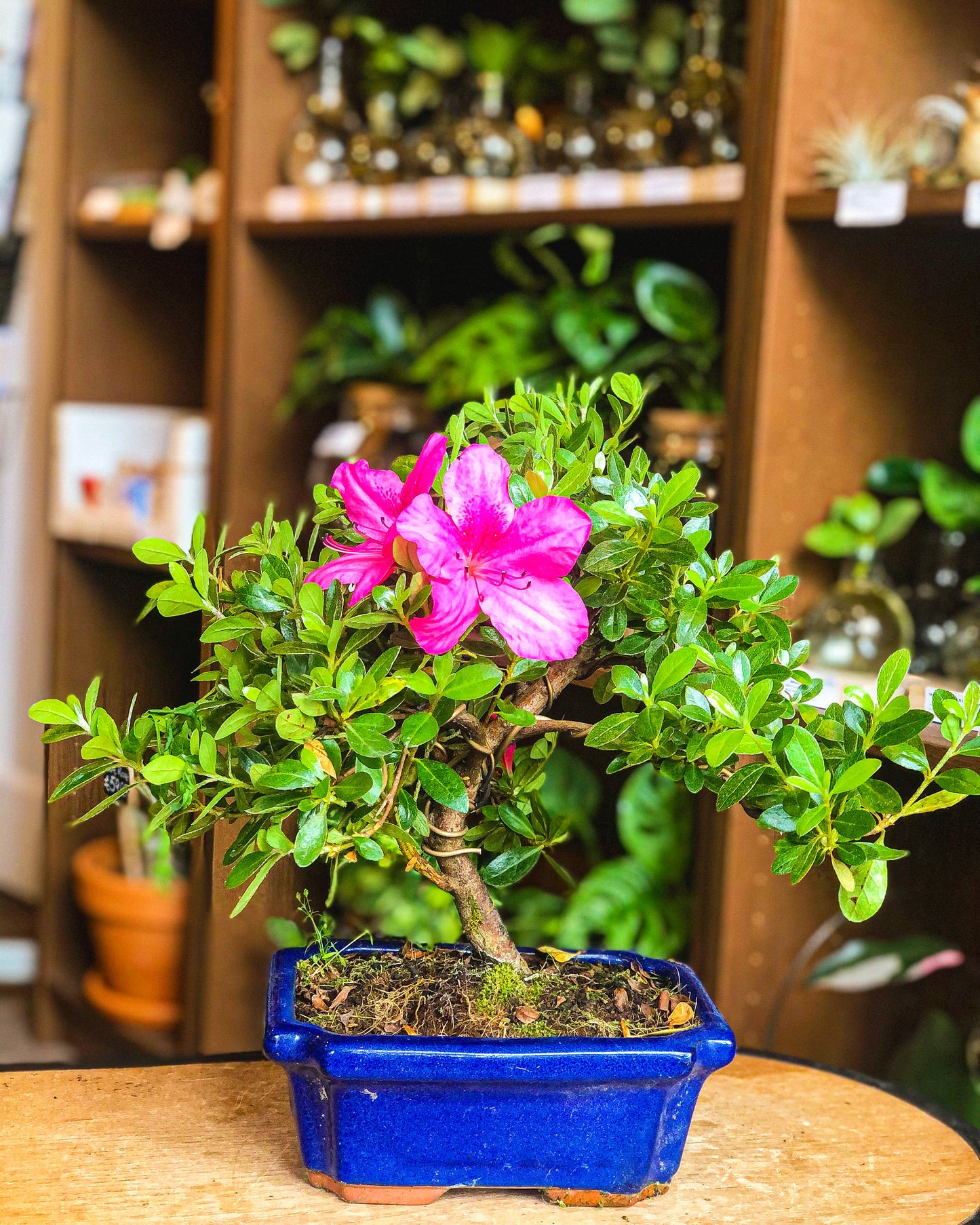 Rhododendron - Avalon - Plants, Gifts & Antiques