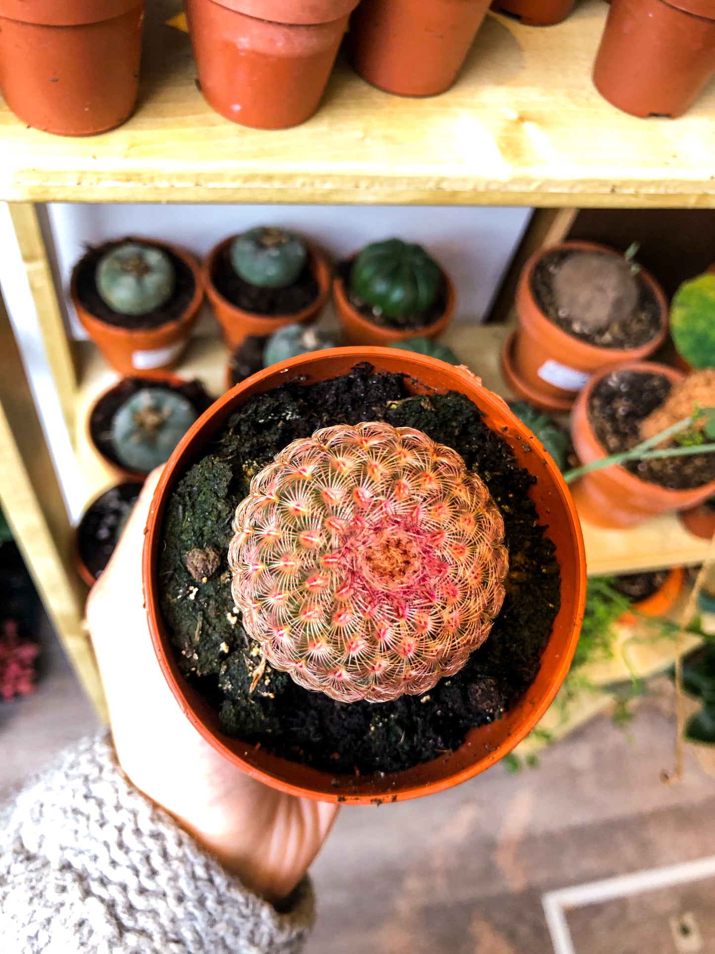 Echinocereus Pectinatus Rubispinus - Avalon - Plants, Gifts & Antiques