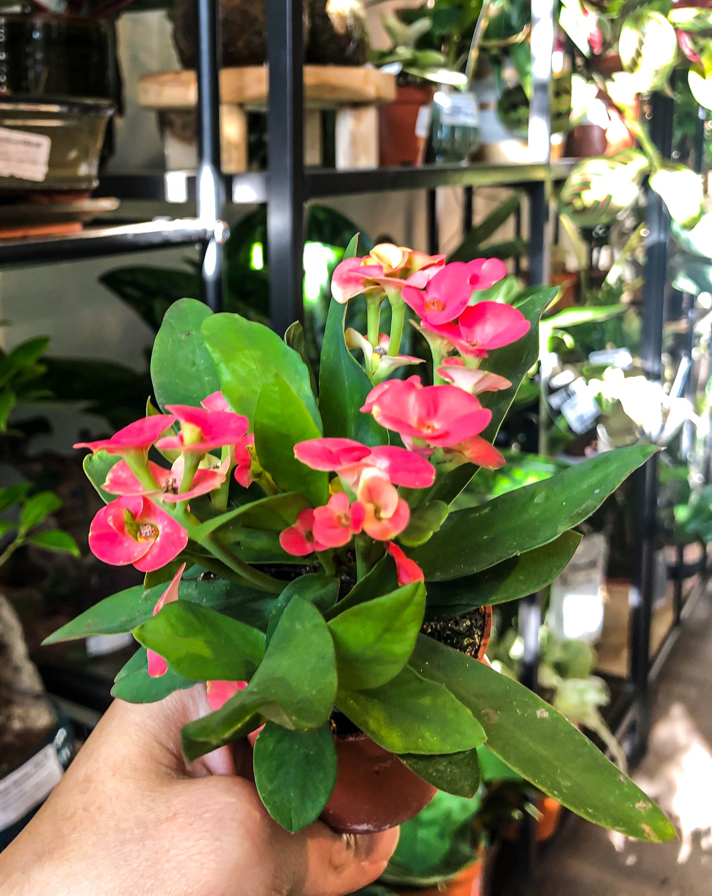 Euphorbia milii (Crown of Thorns)