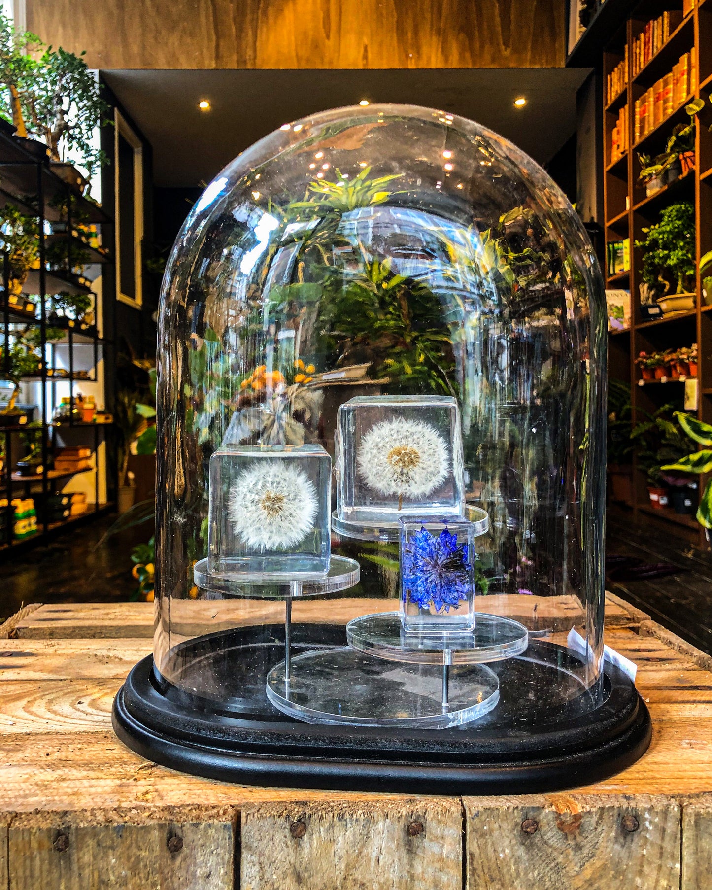 Dandelion in Resin Cube
