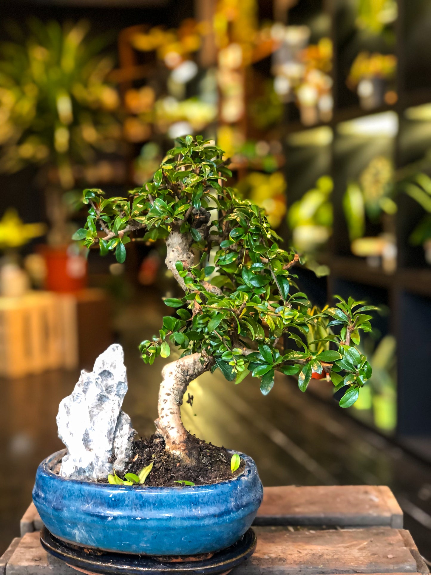 Carmona bonsai met rockscène