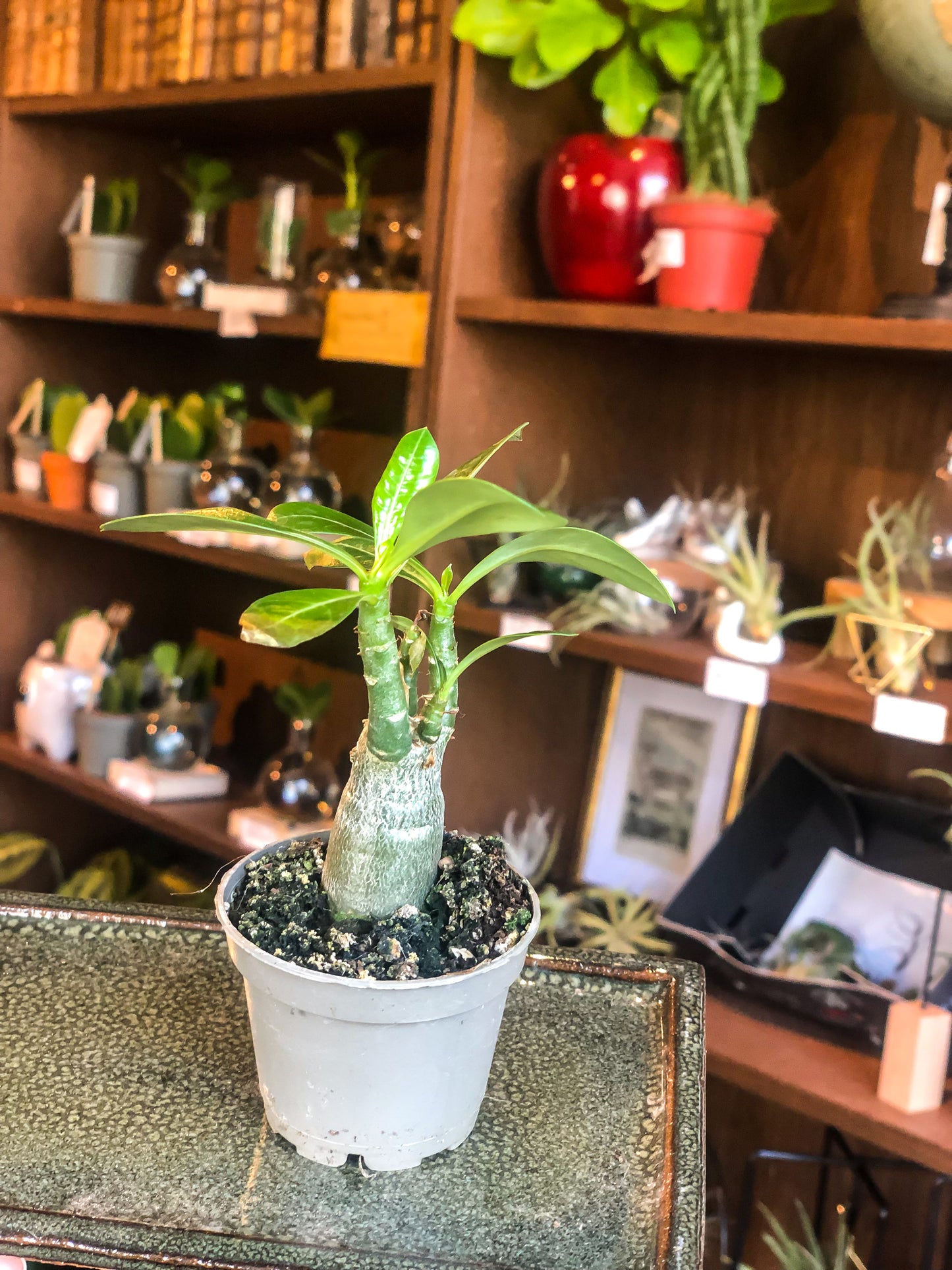 Small Desert Rose (Adenium Obesum) - Avalon - Plants, Gifts & Antiques