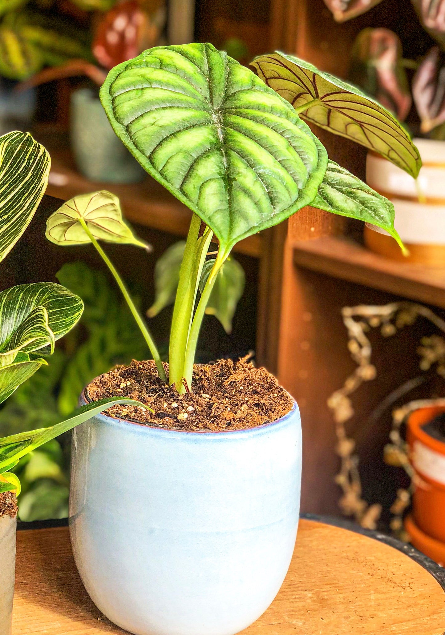 Alocasia Dragon Scale - Avalon - Plants, Gifts & Antiques
